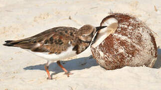 Ruddy Turnstone