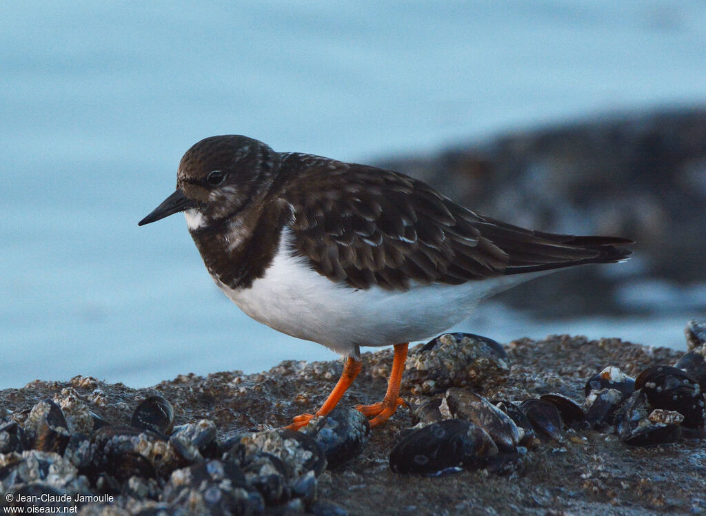 Tournepierre à collier, identification