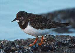 Ruddy Turnstone