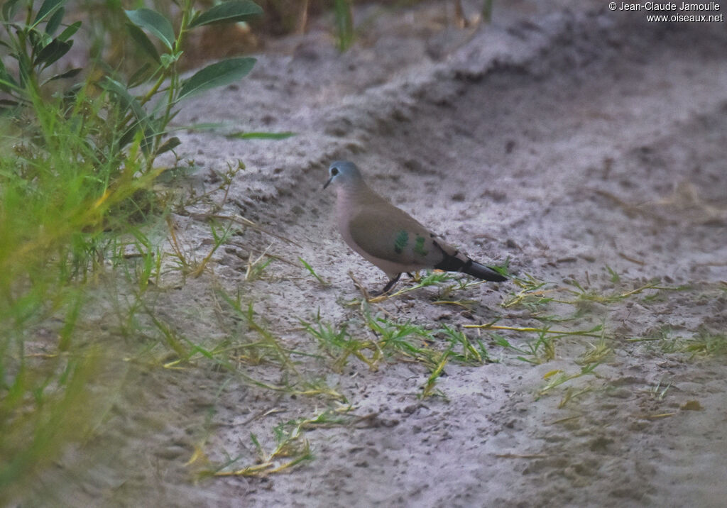 Emerald-spotted Wood Dove