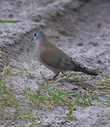 Emerald-spotted Wood Dove