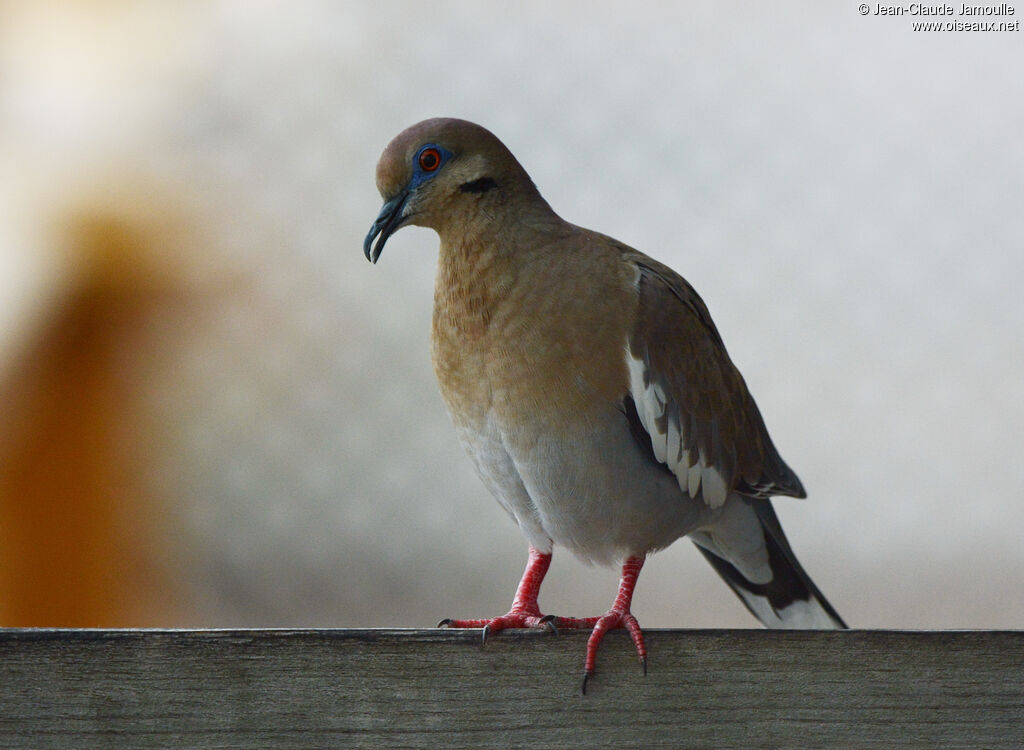 White-winged Doveadult, identification, aspect, Flight