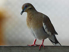 White-winged Dove