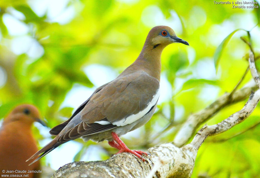 White-winged Dove, identification