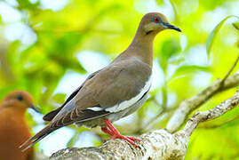 White-winged Dove