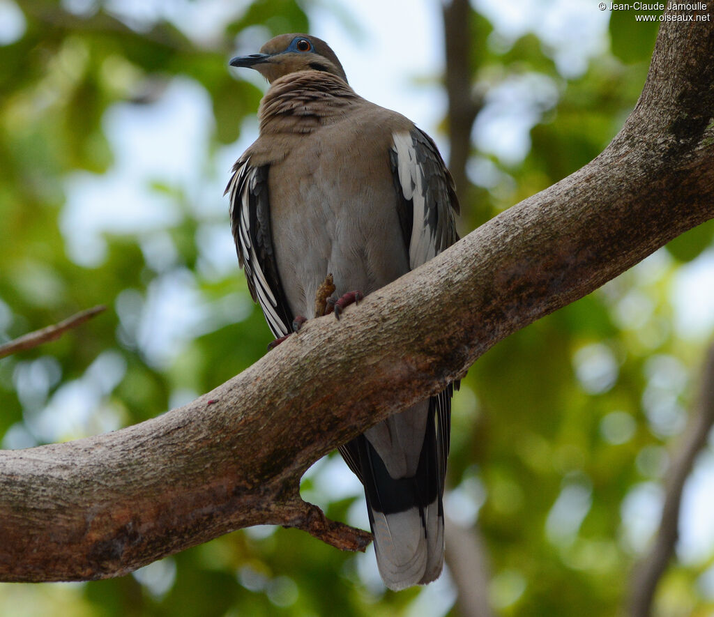 White-winged Doveadult, identification, habitat