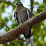 White-winged Dove