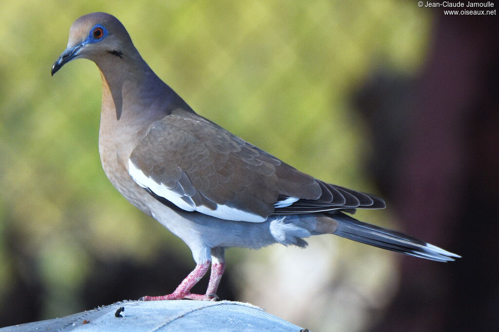 White-winged Dove