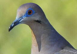 White-winged Dove