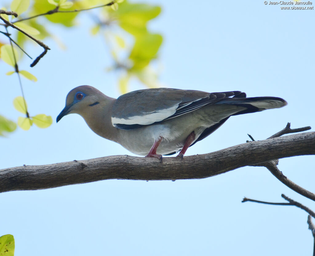 White-winged Dove