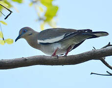 White-winged Dove