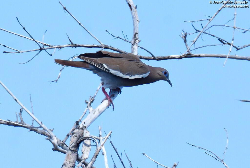 White-winged Dove