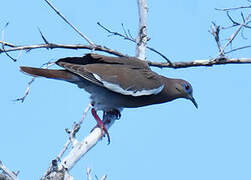 White-winged Dove