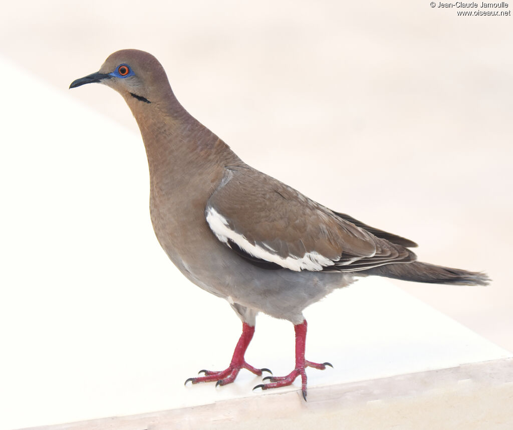 White-winged Dove