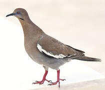 White-winged Dove