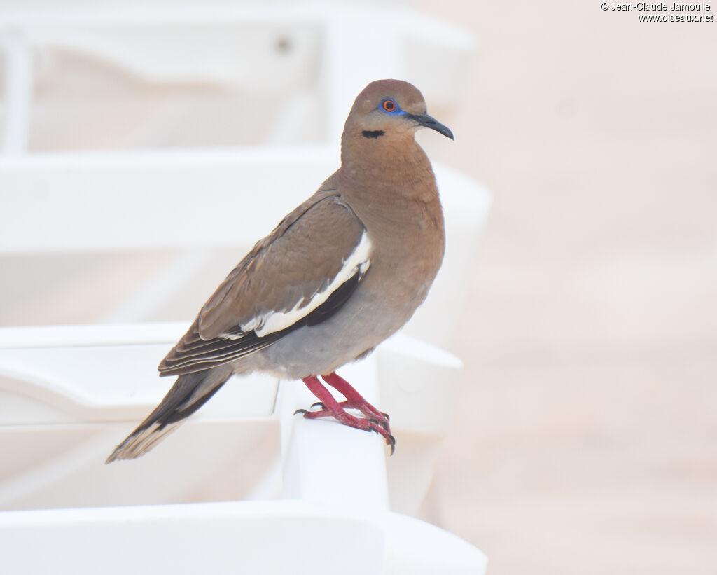 White-winged Dove