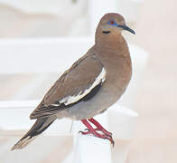 White-winged Dove