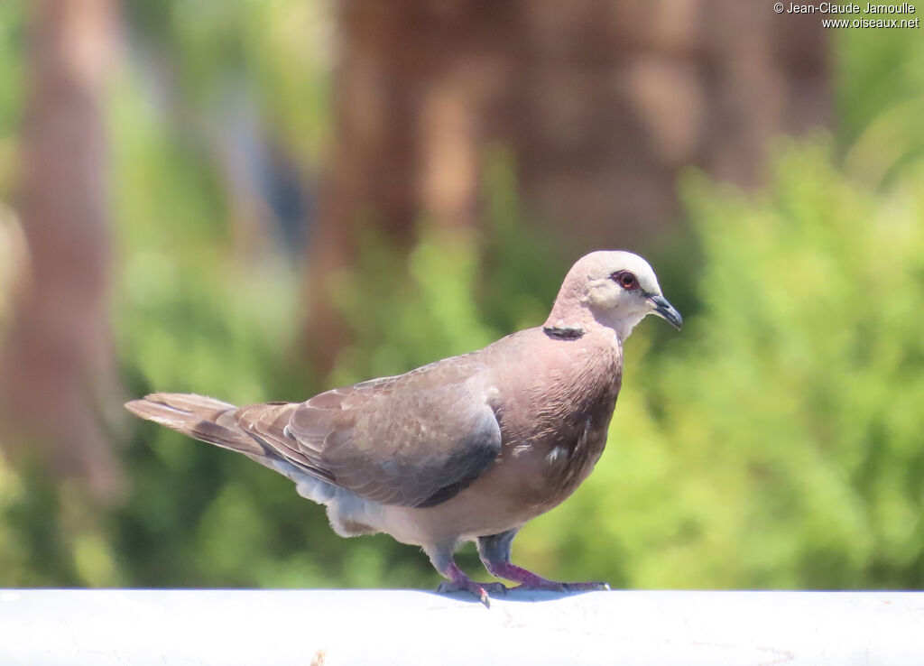 Red-eyed Dove