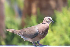 Red-eyed Dove