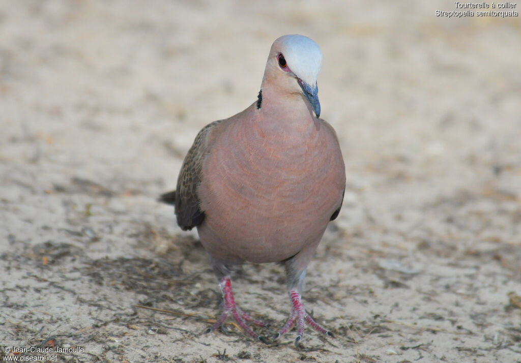 Red-eyed Doveadult