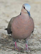 Red-eyed Dove