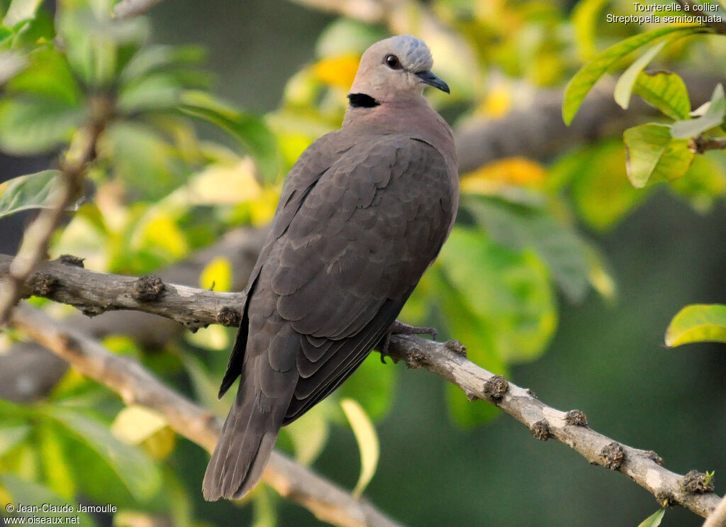 Red-eyed Dove