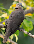 Red-eyed Dove