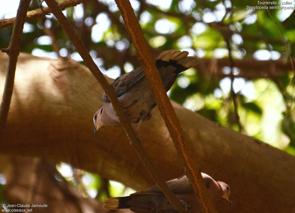 Red-eyed Dove, Behaviour