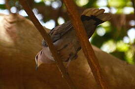 Red-eyed Dove