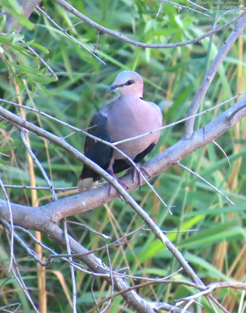 Red-eyed Dove