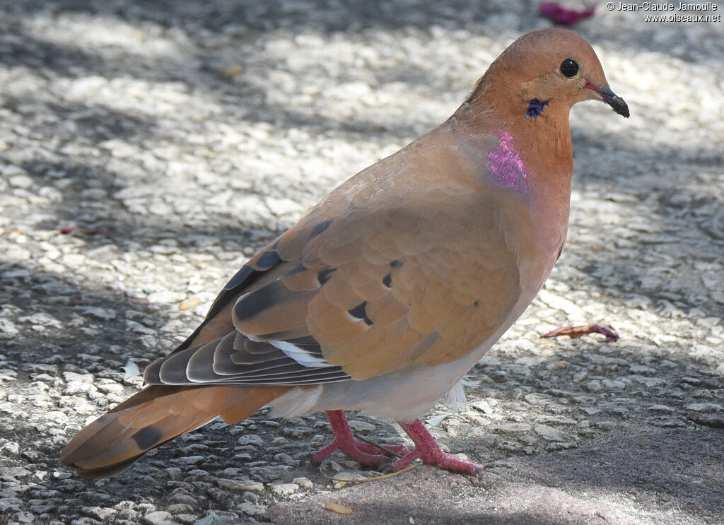 Zenaida Dove