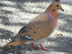 Zenaida Dove