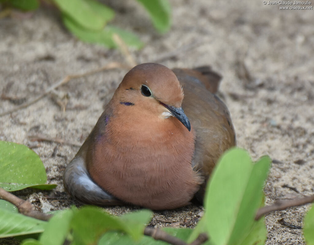 Zenaida Dove