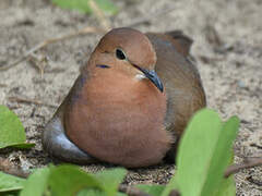 Zenaida Dove