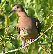 Zenaida Dove