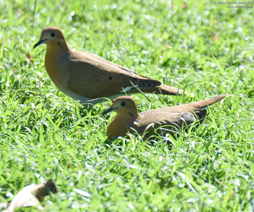 Zenaida Dove