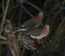 Zenaida Dove