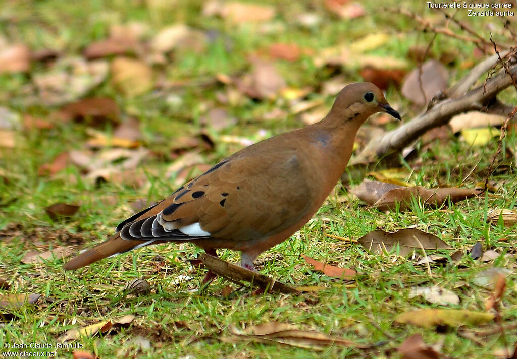 Zenaida Dove, identification, Behaviour