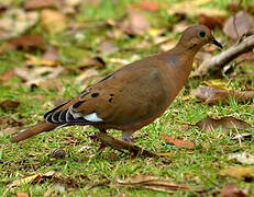 Zenaida Dove