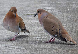 Zenaida Dove