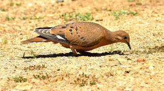 Zenaida Dove