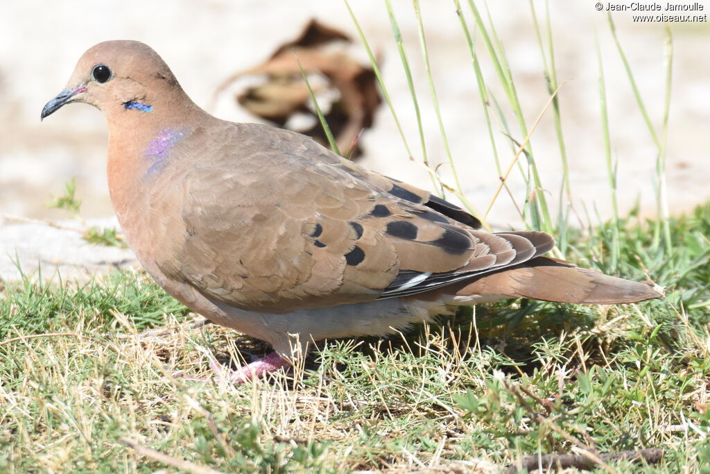 Zenaida Dove