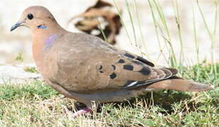 Zenaida Dove