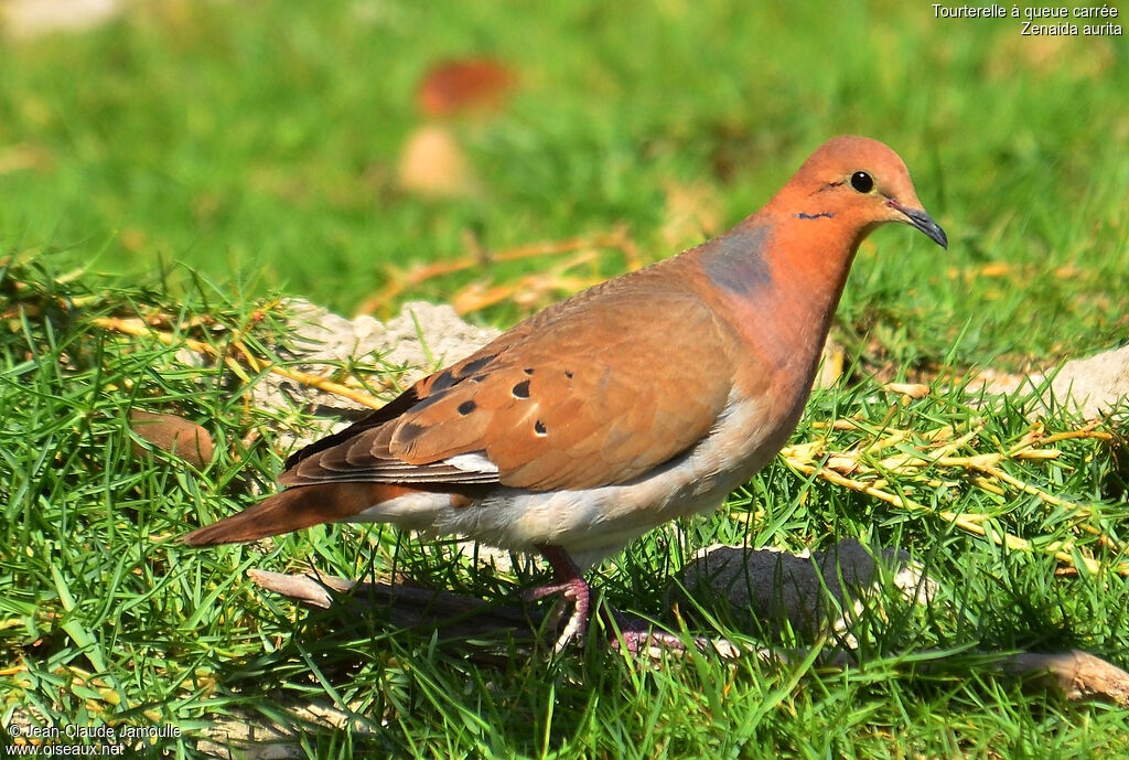 Zenaida Dove