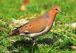 Zenaida Dove