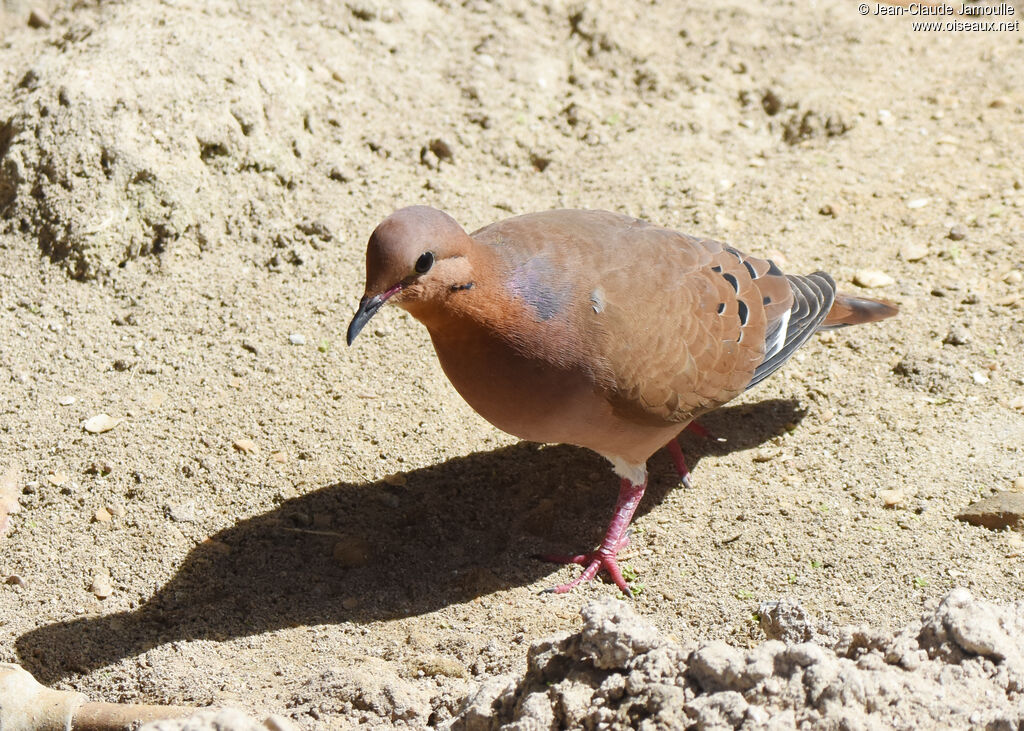 Zenaida Dove