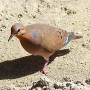 Zenaida Dove