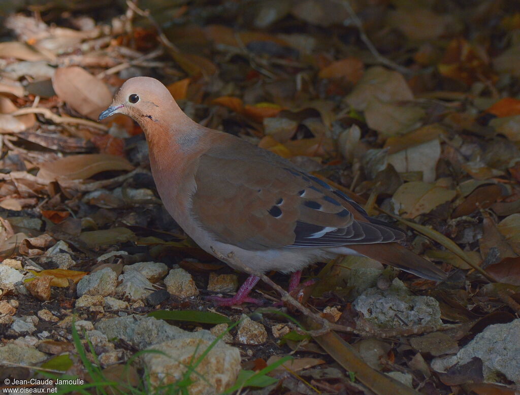 Zenaida Dove