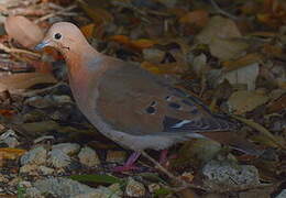 Zenaida Dove