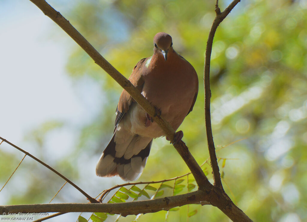 Zenaida Dove